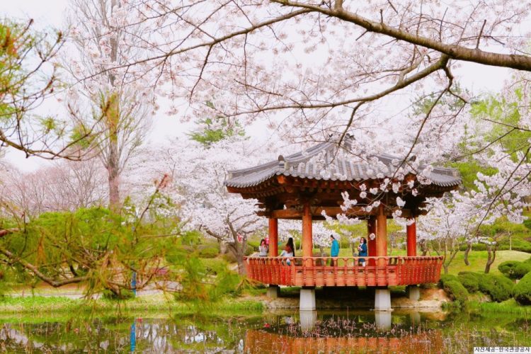 Khám phá vẻ đẹp hoa anh đào Hàn Quốc 