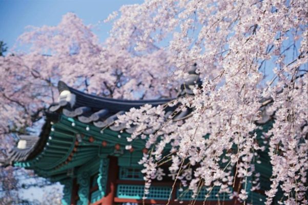 Khám phá vẻ đẹp hoa anh đào Hàn Quốc 