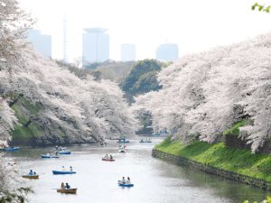 RỰC RỠ HOA ANH ĐÀO NHẬT BẢN TOUR: TOKYO - PHÚ SĨ