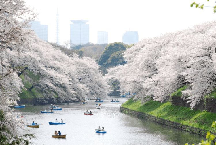 RỰC RỠ HOA ANH ĐÀO NHẬT BẢN TOUR: TOKYO - PHÚ SĨ