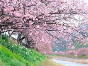 RỰC RỠ HOA ANH ĐÀO NHẬT BẢN TOUR: TOKYO - PHÚ SĨ